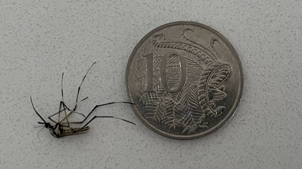 Mega Mozzie: A mosquito found at East Maitland and shown next to a ten-cent piece for size. Picture: Nick Percy 