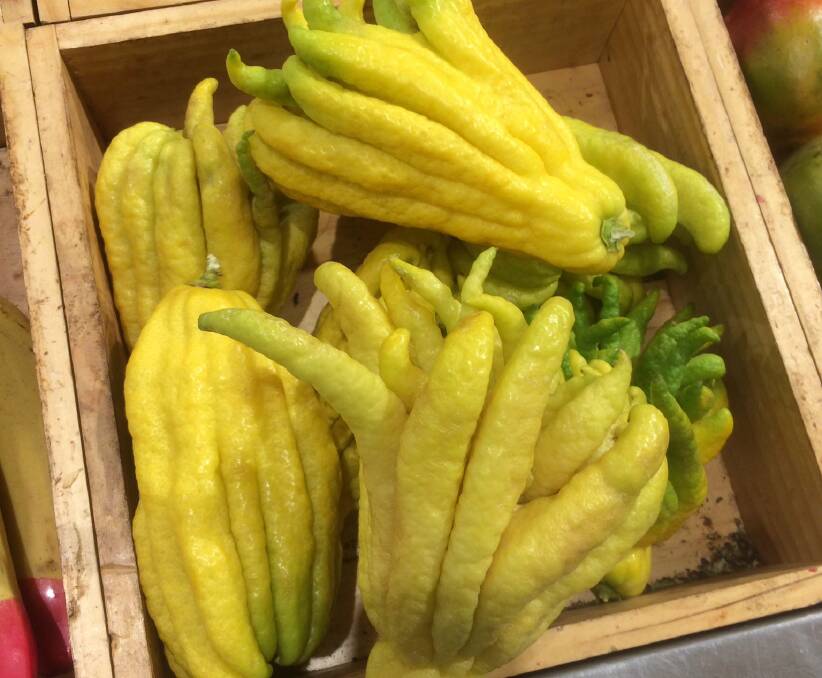 This strange-looking fruit is called "Buddha's hand".