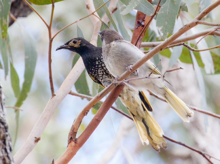 A regent honeyeater and a juvenile at Hunter Economic Zone in 2018. Picture: Mick Roderick  