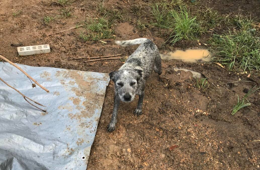 Welfare Check: A cattle dog at Bolton Point, where a rescue group found unattended and hungry dogs. 