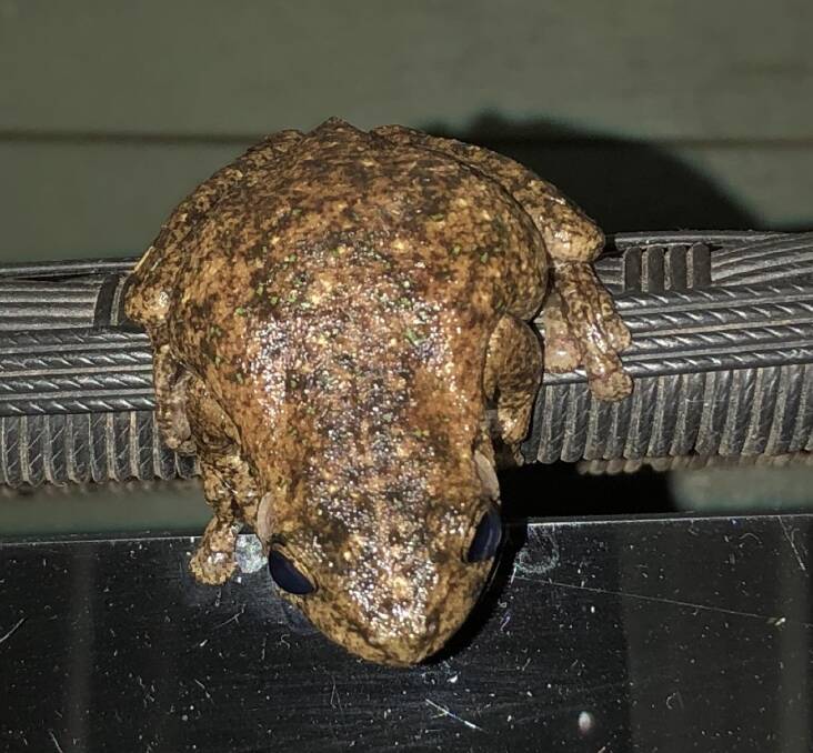 Native Species: This creature found at Maryland is a Peron's tree frog. 