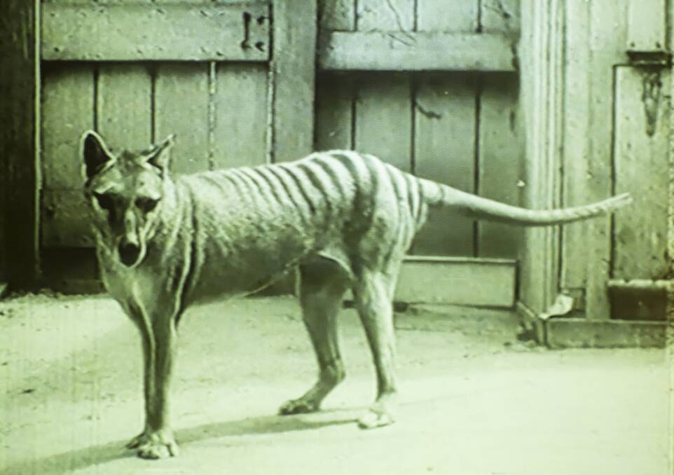 A thylacine exhibit in Tasmania. 