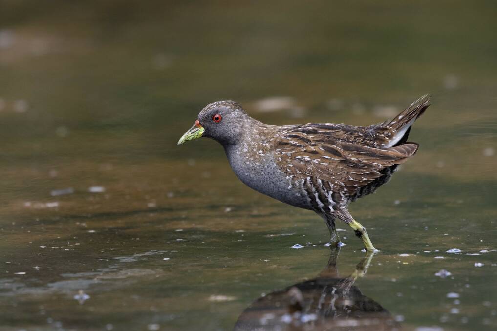 An Australian spotted crake at Ash Island. The photographer had never seen one before. Picture by James Bennett 