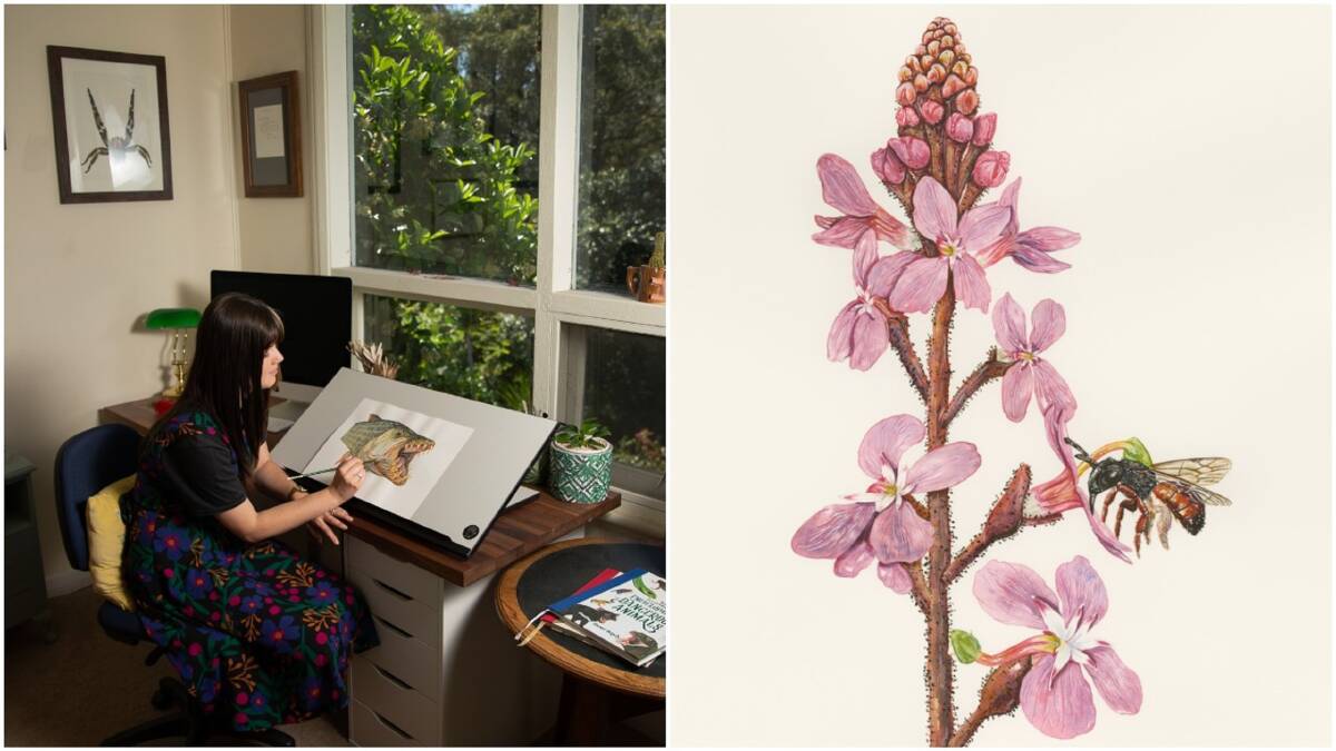 Good Nature: Sami Bayly working on her art and Sami's illustration of the trigger plant and reed bee - one of the "peculiar pairs" from her latest book. Picture: Marina Neil 