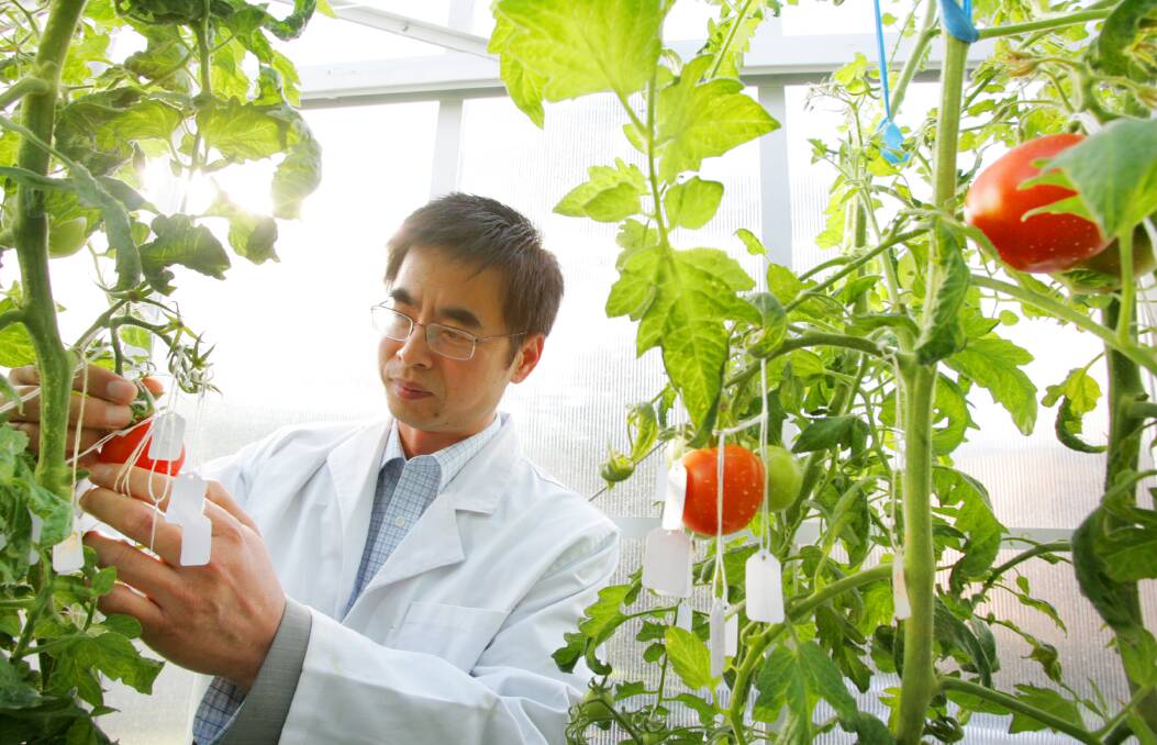 Food For Thought: Professor Yong-Ling Ruan examines tomato plants as part of his study into plant sugars. 