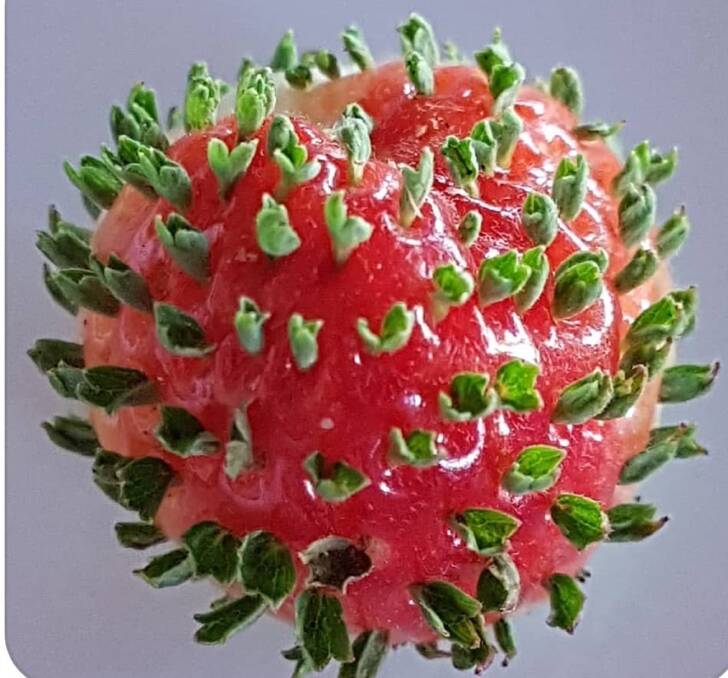 Familiar Sight: A strawberry picked from a reader's garden looks a lot like the coronavirus and its nasty little spike proteins. 