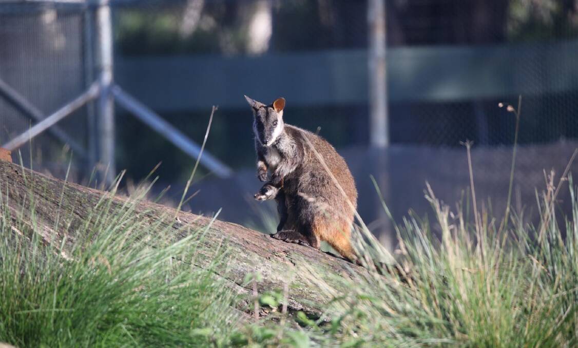A brush-tailed rock-wallaby with a joey at Barrington Wildlife Sanctuary. Picture: Aussie Ark 
