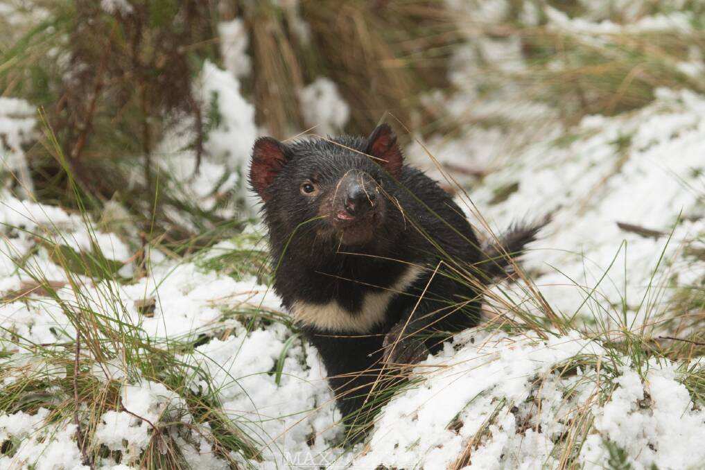 A Tasmanian devil at a conservation site in the Barrington Tops. 