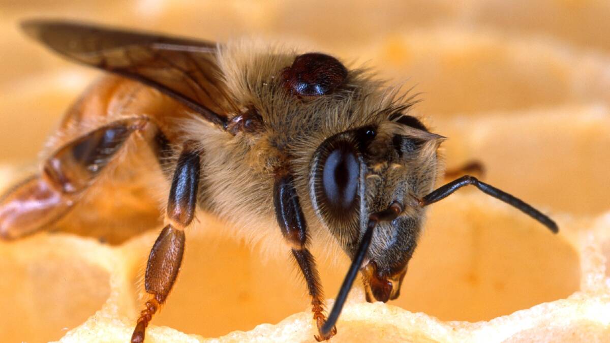 Three more Hunter varroa mite detections as bee red zone expands