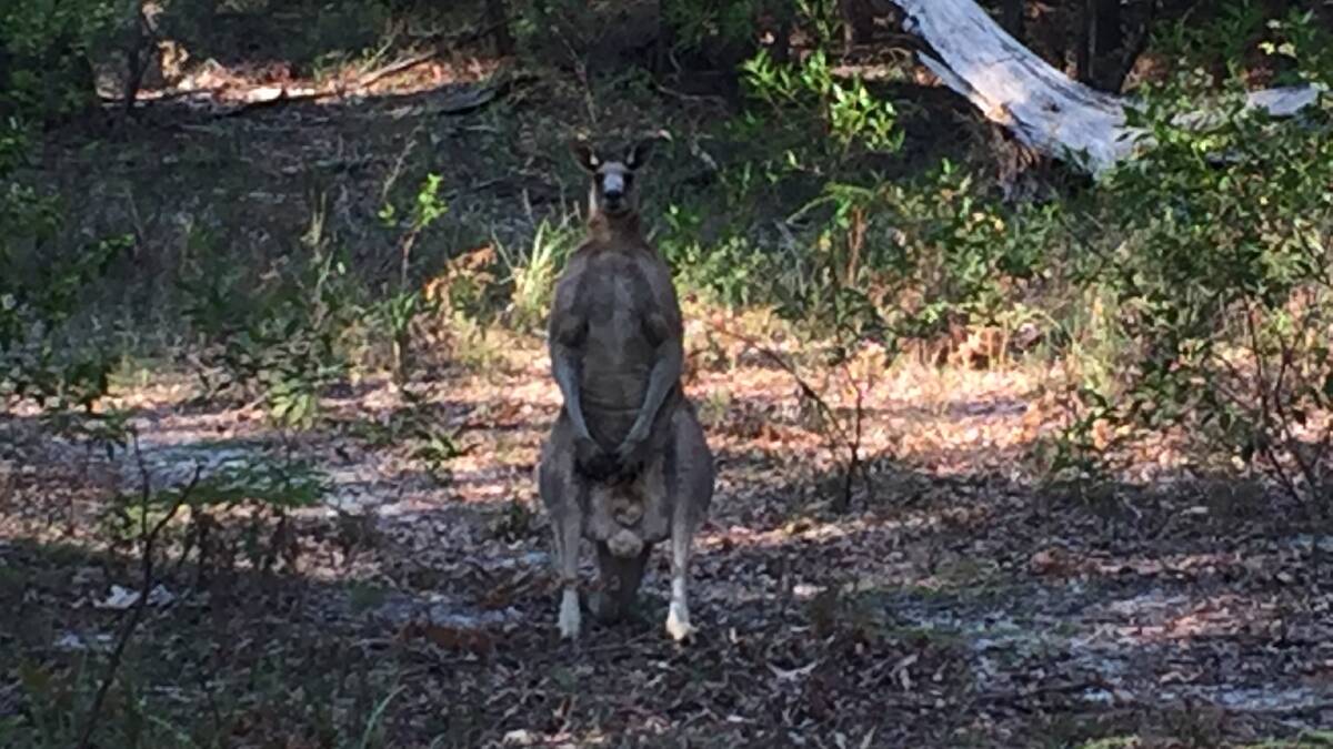 Flex Your Muscles: A tough-looking kangaroo just off a fairway at Nelson Bay Golf Club. 