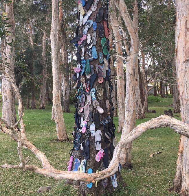 A thong tree at Corlette. 