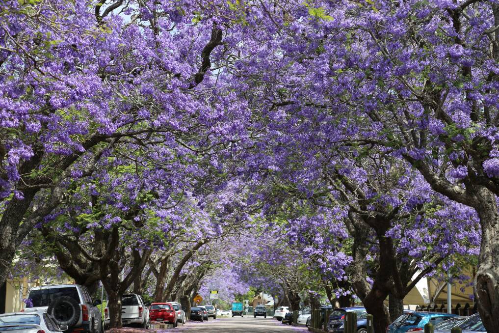 In Bloom: Jacaranda Avenue in Raymond Terrace is among the best places to see the lovely purple flowers. 