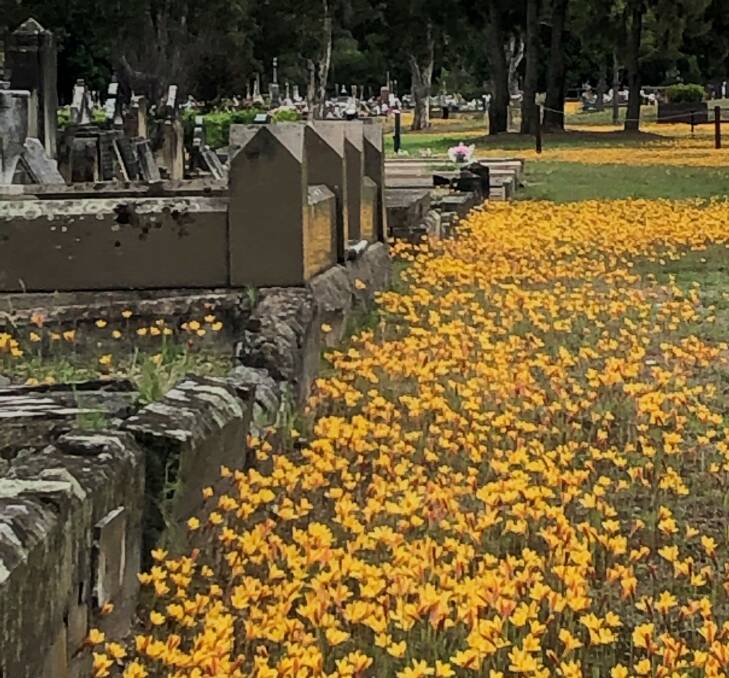 Flowers at Sandgate Cemetery. 
