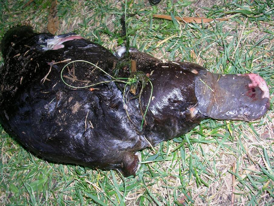 Deceased: A dead platypus with fishing line around it. Picture: Jade Taillard 