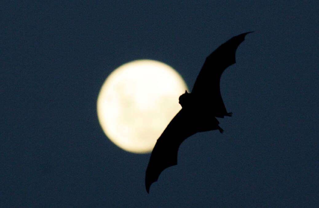 Off The Bat: A grey-headed flying fox flies past a full moon. Picture: Ian Waldie.