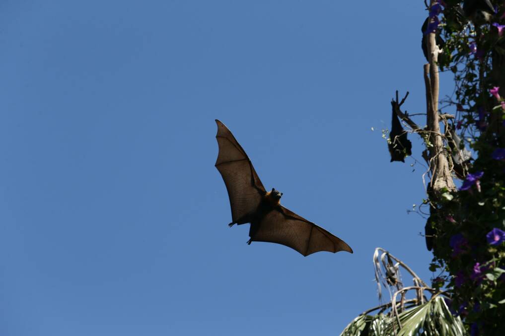 Bats, like this flying fox in Maitland, are reservoirs of disease, but it's rare for them to pass on viruses to humans. Picture by Jonathan Carroll 