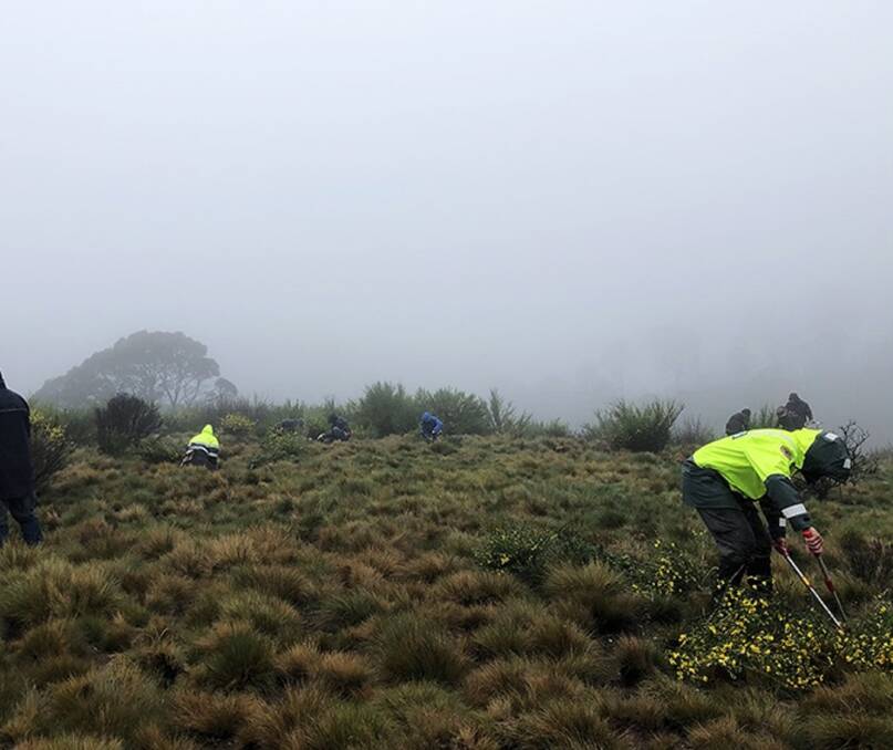 Weed Out: Scotch broom being removed from the Barrington Tops in a volunteer event. Picture: National Parks 