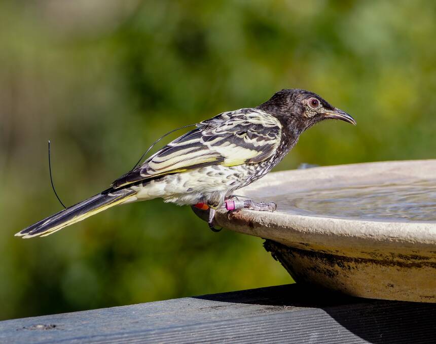 A regent honeyeater at Martins Creek this month. Picture by Sheree Grant 