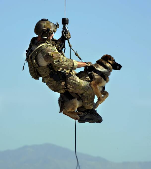 Good Dog: A US Army explosive detection dog in Afghanistan. Picture: US Air Force 