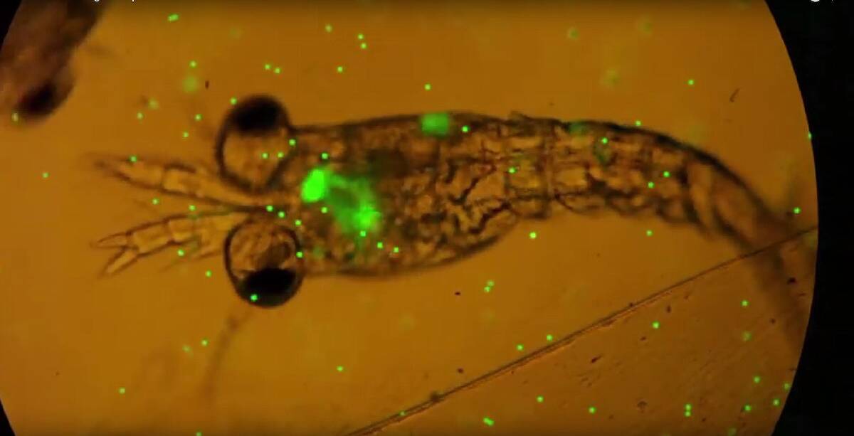 The little green dots are pieces of plastic coloured with fluorescent dye, which plankton has ingested. 