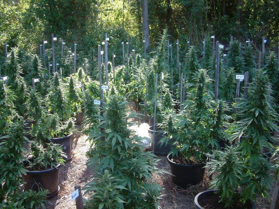 Plant Medicine: A Mullaways Medical Cannabis crop at Kempsey used for cannabinoid research and medicine. 