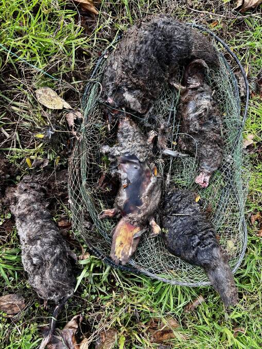 Perished: Four platypus and a water rat that died in an illegal opera house trap in Dorrigo. Picture: Piers Hammick 