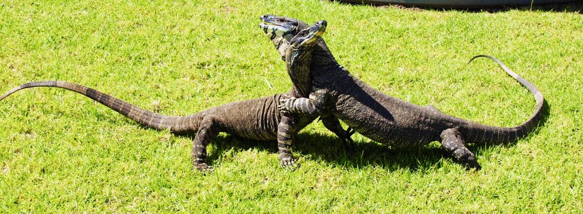 Scrap: Giddy [right] fights off another goanna. Picture: Eleanor Lennard 