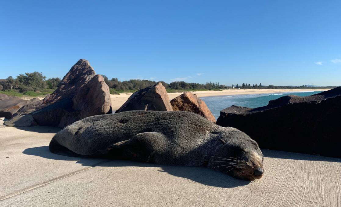 Ray of Sunshine: A seal sunbaking on Blacksmiths breakwater in the morning sun. Pictures: Alicia Nash 