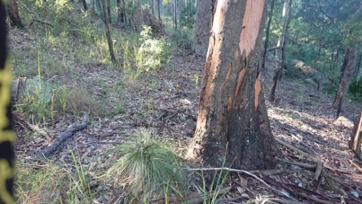 Shred of Evidence: The tree at Mount Sugarloaf where the panther dropped from. 