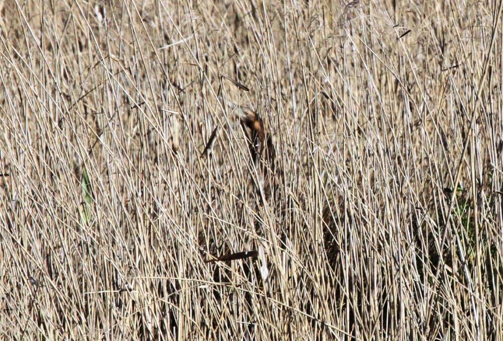 The elusive Australasian bittern on Ash Island in 2013. Picture supplied 