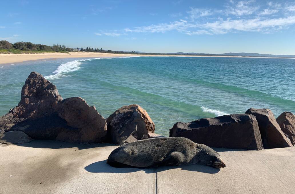 The seal taking a snooze on the breakwater. Picture: Alicia Nash 