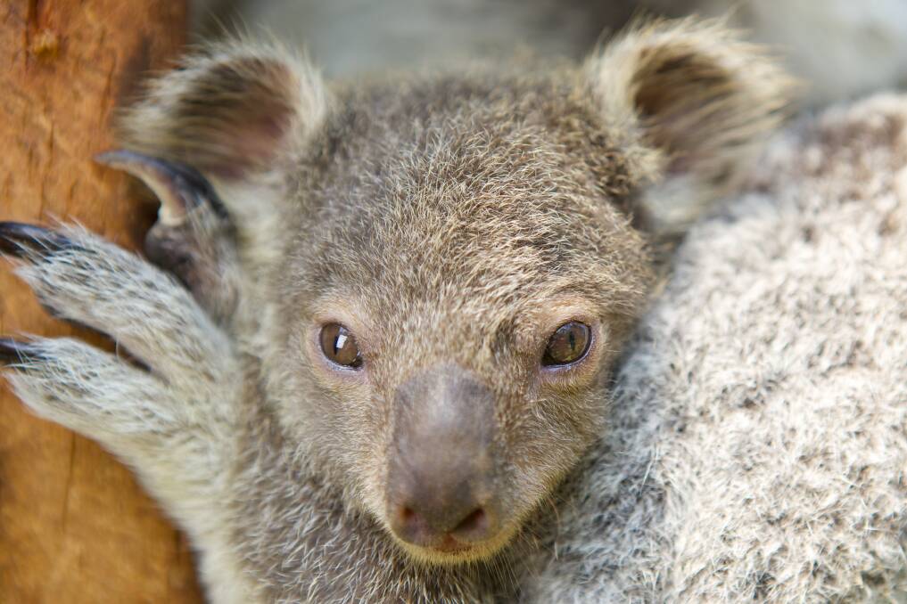 A baby koala at the Australian Reptile Park.  