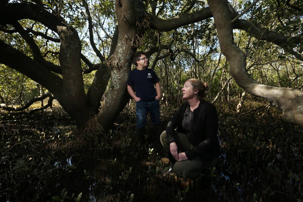 Matthew Goodwin and Dr Danielle Verdon-Kidd with a 500-year-old mangrove tree in Hunter Wetlands National Park. Picture by Simone De Peak 