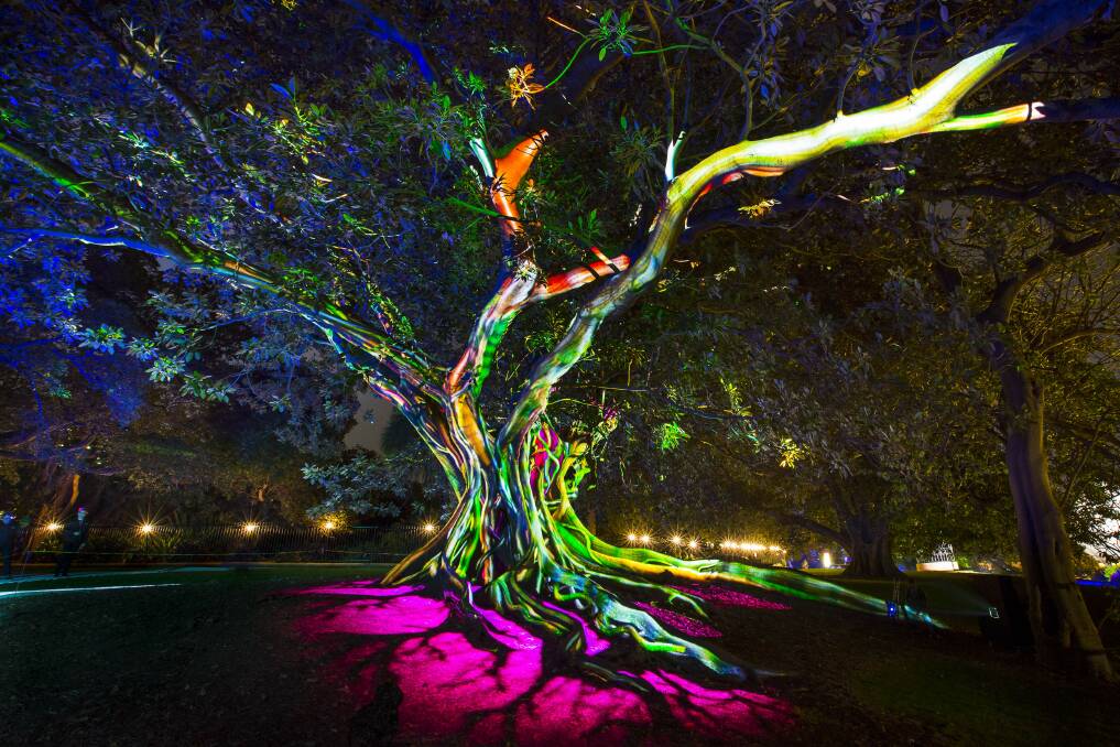 Green Light: A tree lit up in the Royal Botanic Garden at the Vivid festival in Sydney.  Picture: Destination NSW. 