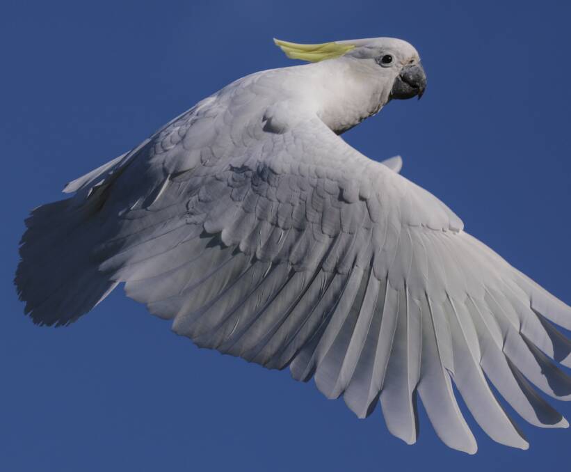 Cockatoos have been spotted in large numbers in Newcastle CBD.