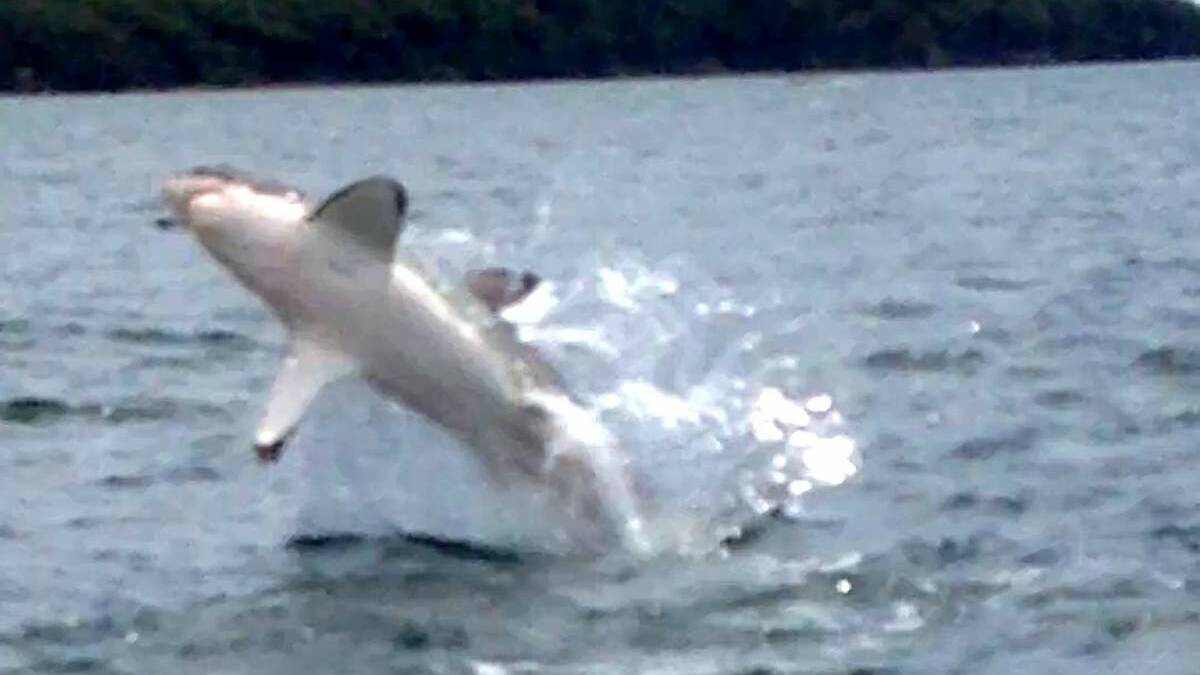 A video screenshot showing a great white shark breaching near Pulbah Island in Lake Macquarie in December 2014. Picture: Rod Collins 