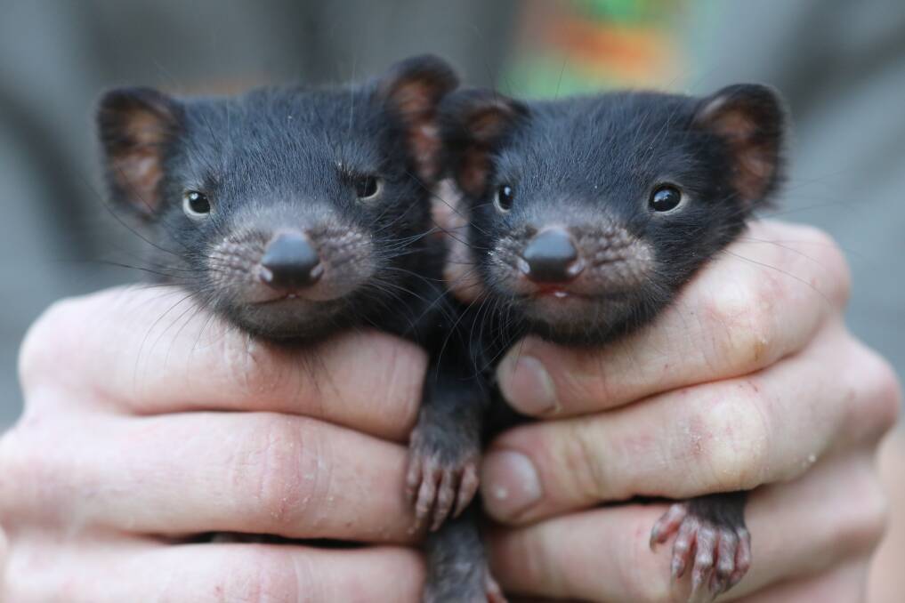 Naming Game: These twin Tasmanian devils need a name. They require round the clock care and warm snuggles. 
