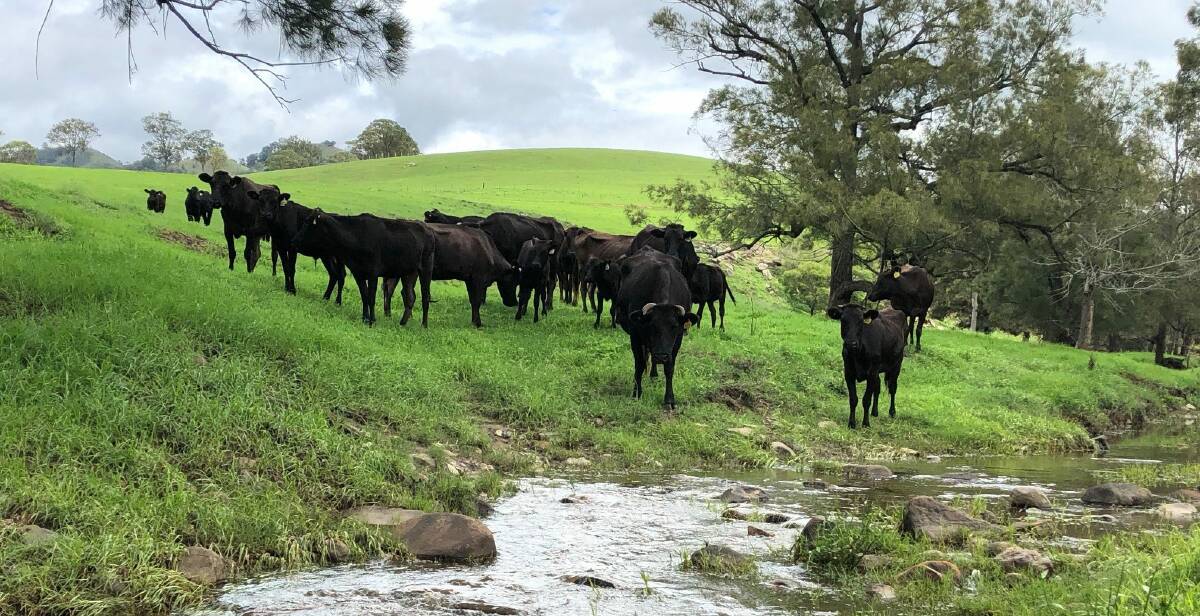 On the Farm: Wagyu cattle on the Binnie's property near Singleton. 