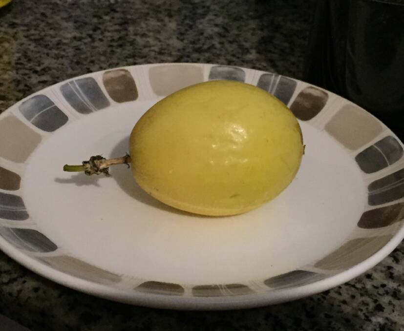 The yellow passionfruit may have originated in Australia.