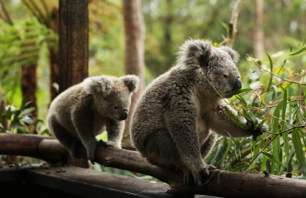 Koalas at the Australian Reptile Park. Picture: Simone De Peak 