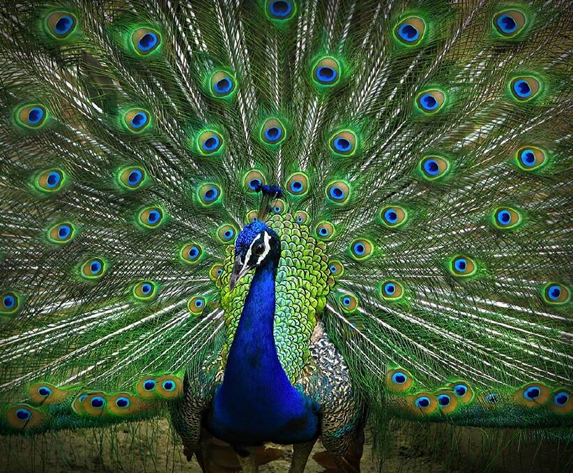 Peacock feathers are brilliant blue, but they don't contain any blue pigment. 