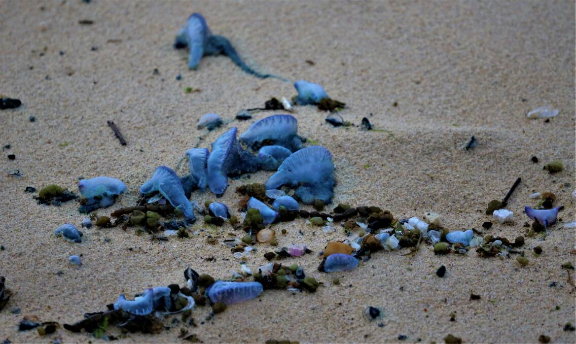 A lot of bluebottles are on Hunter beaches. Picture by Davie Anderson 
