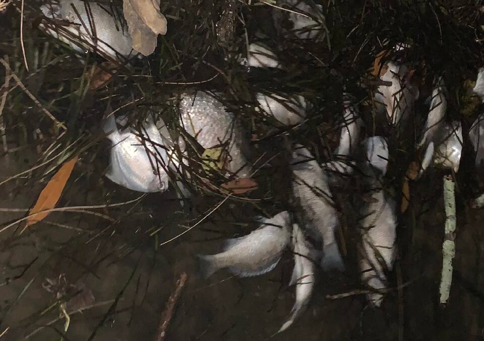 The Mannering Park fish kill. Picture: Paul Nichols 