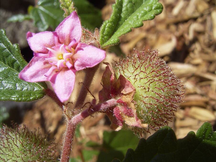 Pretty: The endangered androcalva rosea shrub. Picture: Stephen Bell 