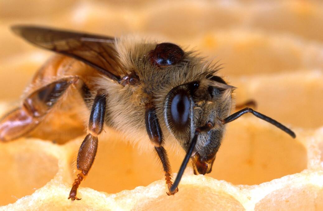 A bee with a varroa mite attached. 