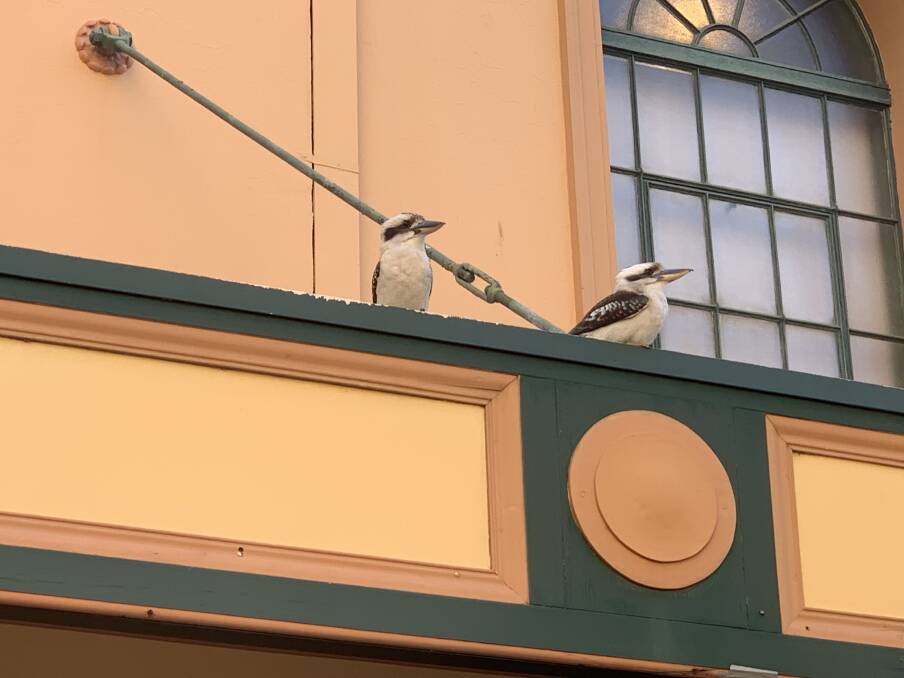 Kookaburras spotted at Civic Theatre, keeping clear of magpies. 