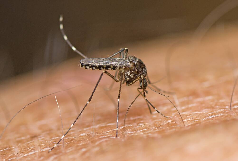The saltwater mosquito Aedes vigilax. Picture supplied 