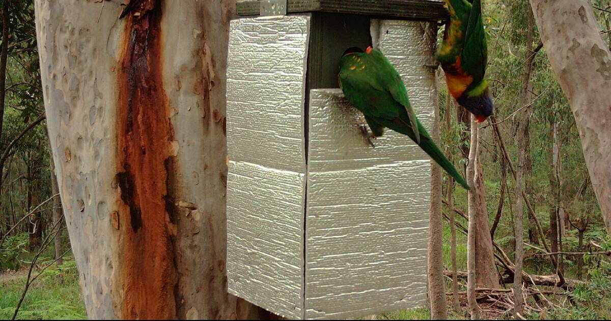 Rainbow lorikeets hanging out at an insulated next box. 