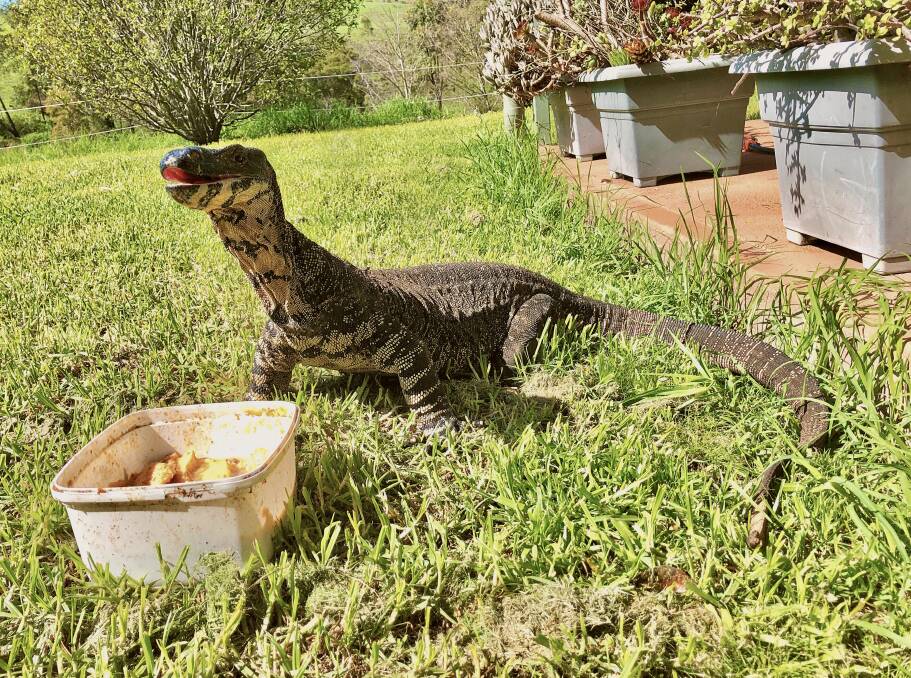 Chow Time: Giddy having breakfast at Mount View. He has visited the property for 19 years. Picture: Eleanor Lennard 