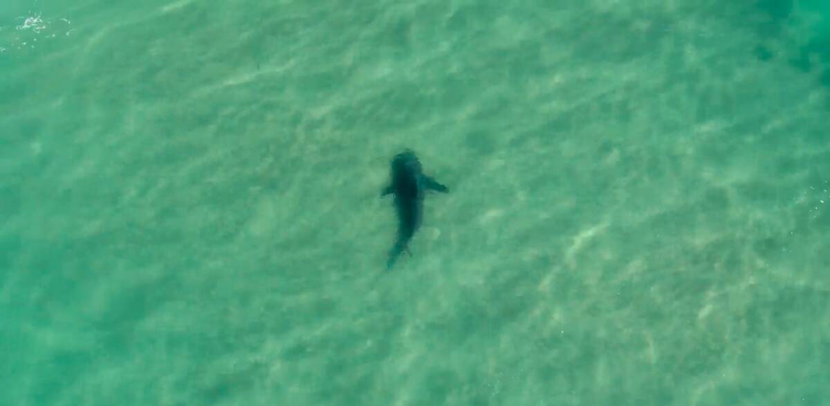 Spotted: A hammerhead. 